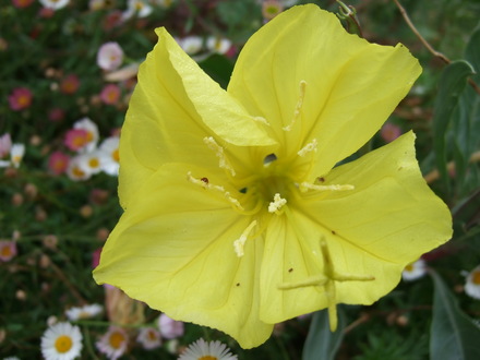 Oenothera macrocarpa (Oenothera macrocarpa)