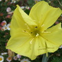 Evening_primrose