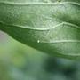 Monarch egg