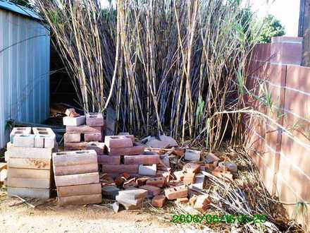 Bamboo Patch Before