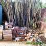 Bamboo Patch Before