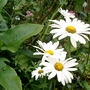 Marguerites (Marguerites,  Arum Lily)