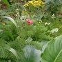 Pretty double poppy (Tanacetum vulgare (Common tansy))