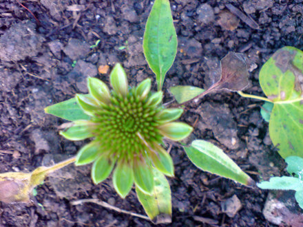 echinacea 'green envy' (Echinacea)