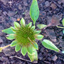 Dsc00068_edited