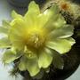Cactus in flower.