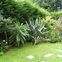 Large Echium. (Echium)