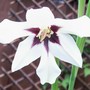 Gladiolus callianthus (Gladiolus callianthus (Abyssinian Gladiolus))