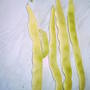 yellow3 runner