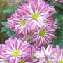 Chrysanthemum (Chrysanthemum morifolium)