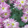 Chrysanthemum (Chrysanthemum morifolium)
