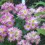 Chrysanthemum (Chrysanthemum morifolium)