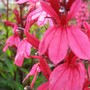 Lobelia Fan Salmon (Lobelia speciosa)