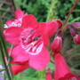 Penstemon Etna (Penstemon)