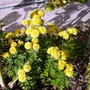 My Chrysanthemums in sun. (Chrysanthemum maximowiczii)
