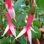Fuchsia Orange Crush (Fuchsia (upright))