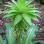 Eucomis e.bicolour