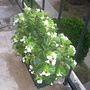 White begonias (Begonia semperflorens-cultorum hybrids)