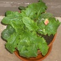 Gerbera 1