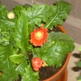 Gerbera 2
