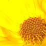 Marigold (Calendula officinalis (English marigold))