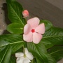 Vinca "Cora mix" (Vinca minor (Lesser periwinkle))
