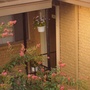 Neighbor's busy lizzies - at last someone else has plants!