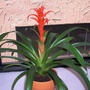 My bromeliad.  (Guzmania spp. and hybrids)
