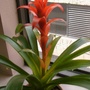 Close-up bromeliad.
