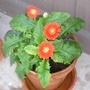 gerbera 3 (gerbera)