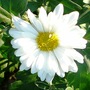 Small white chrysanths are just coming out (Chrysanthemum maximowiczii)
