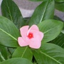 vinca 2