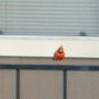 The cardinal! a bit fuzzy though..