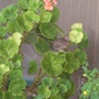 A tiny visitor lands on the pink geranium!