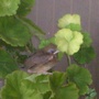 birdie in geranium 2 