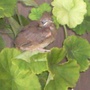 a close-up of the little bird 