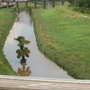 After Edouard, this tree is in the middle of the bayou and you can see how high the water rose...though there was no flooding downtown.