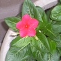 vinca "pacifica lipstick mix" (Vinca minor (Lesser periwinkle))