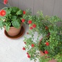 blooming flowers (Rosa)