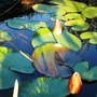 Sun on closed lilies (Nymphaea alba (Nenufar Blanco))