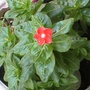 vinca "cobra orange" (Vinca minor (Lesser periwinkle))