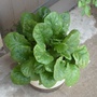 flowerless gerbera 