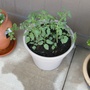 grape tomatoes 