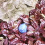 Ajuga reptans