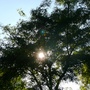 Robinia pseudoacacia