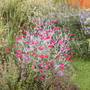 Lychnis coronaria (Lychnis coronaria (Rose campion))