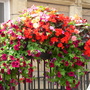 Oswestry in Bloom