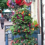 Oswestry in Bloom
