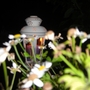 Lamp in our back garden
