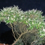 Ailanthus altissima